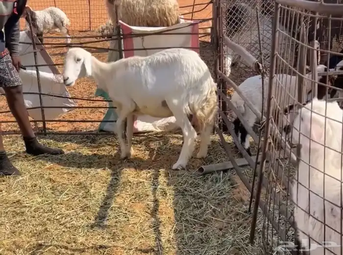 حريه دافع بيع سمح 3