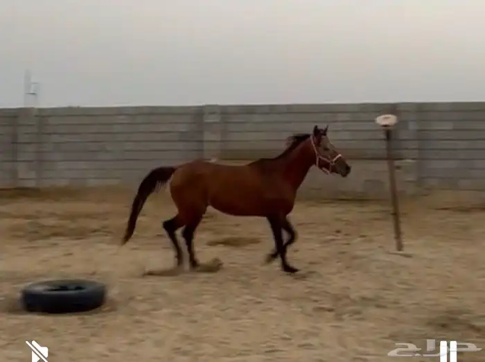 خيل شعبي 0