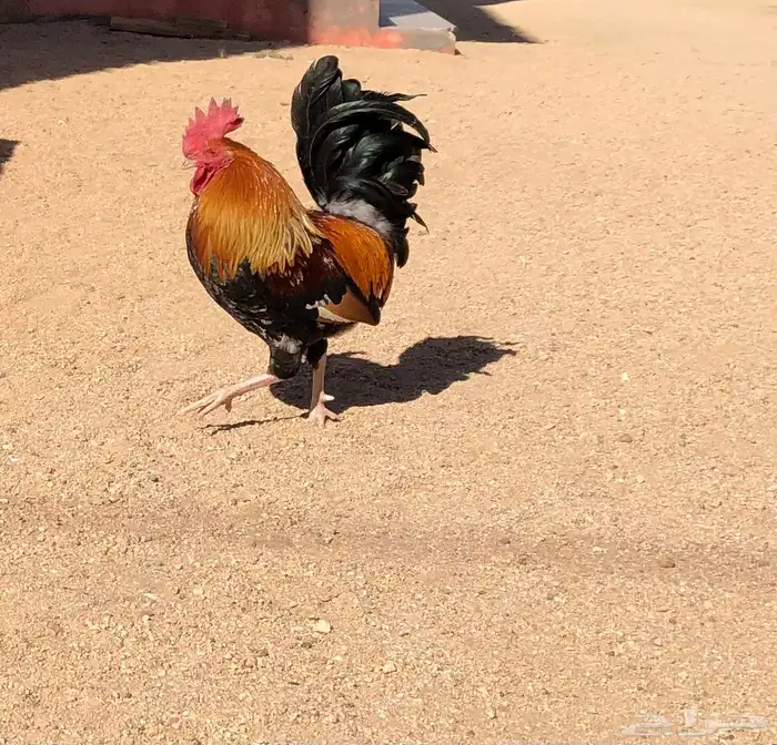 ديك تراثي أصلي 0