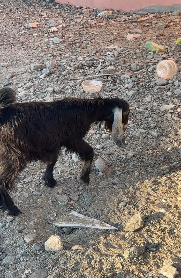 تيس للبيع عمره من 3 شهور الى 4 0