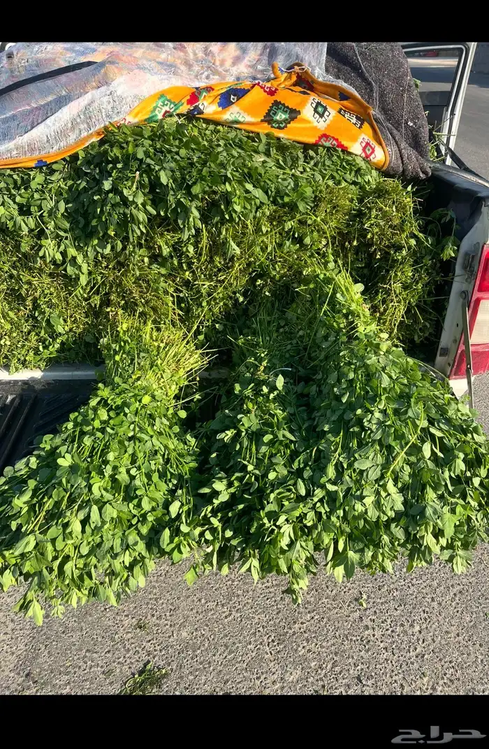 برسيم نضيف و شي طيب 0