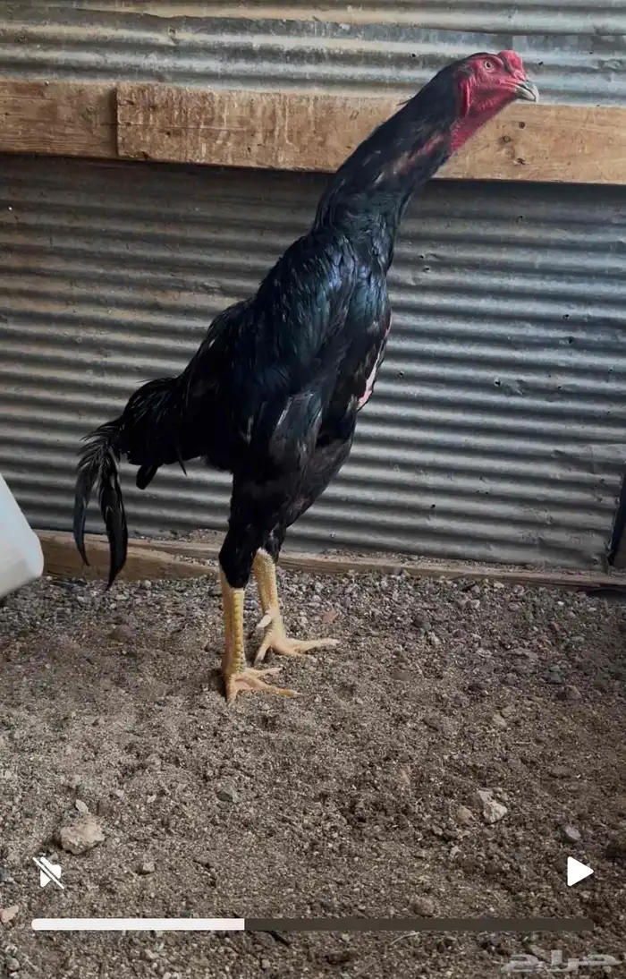 شامو الماني هزاز 2