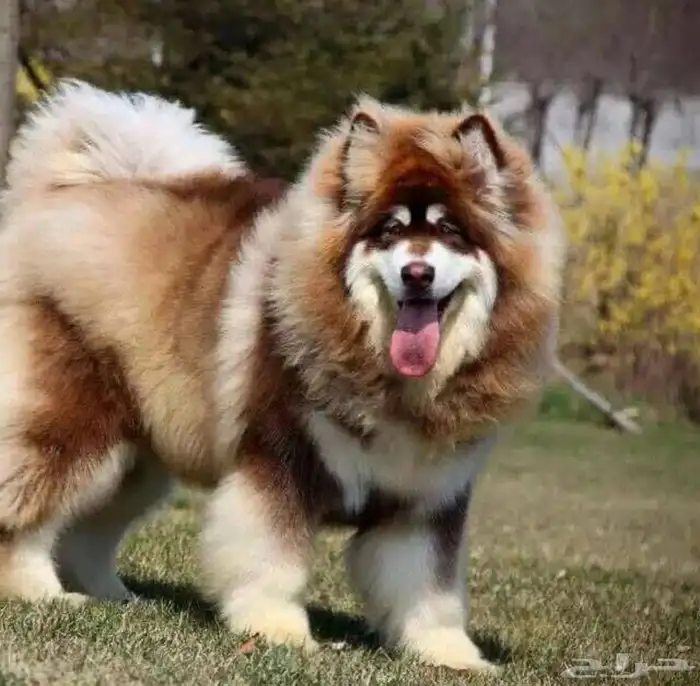 ألاسكا مالموت جاينت للتزاوج 0