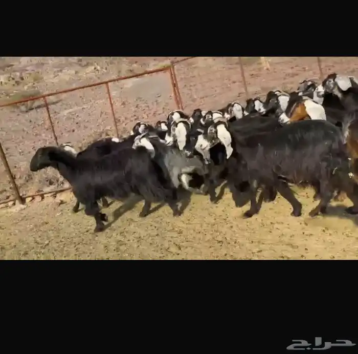 معزا للبيع عوارض 0