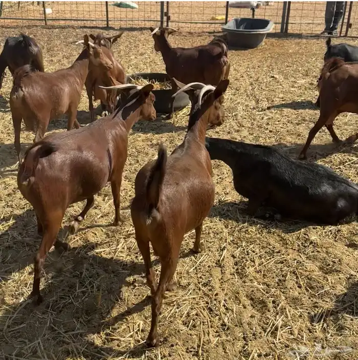 ماعز دهم أصيله محايلية مراح قديم لمحبي الحليب والحلال النظيف 5