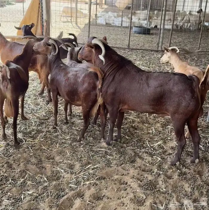 ماعز دهم أصيله محايلية مراح قديم لمحبي الحليب والحلال النظيف 1