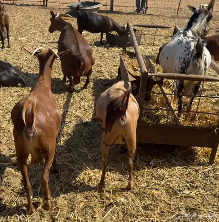 ماعز دهم أصيله محايلية مراح قديم لمحبي الحليب والحلال النظيف 4