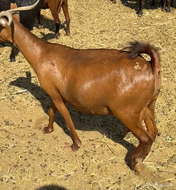 ماعز دهم أصيله محايلية مراح قديم لمحبي الحليب والحلال النظيف 8