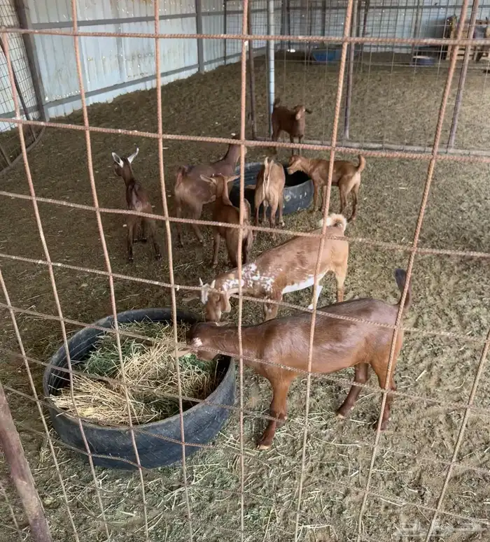 ماعز دهم أصيله محايلية مراح قديم لمحبي الحليب والحلال النظيف 3