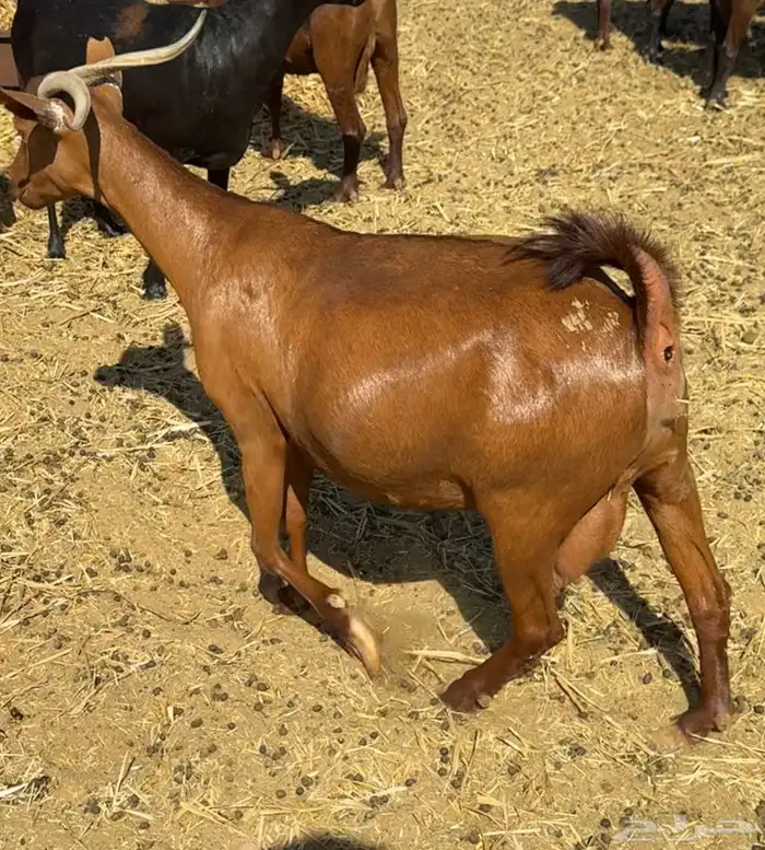 ماعز دهم أصيله محايلية مراح قديم لمحبي الحليب والحلال النظيف 11