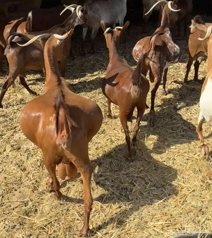 ماعز دهم أصيله محايلية مراح قديم لمحبي الحليب والحلال النظيف 13