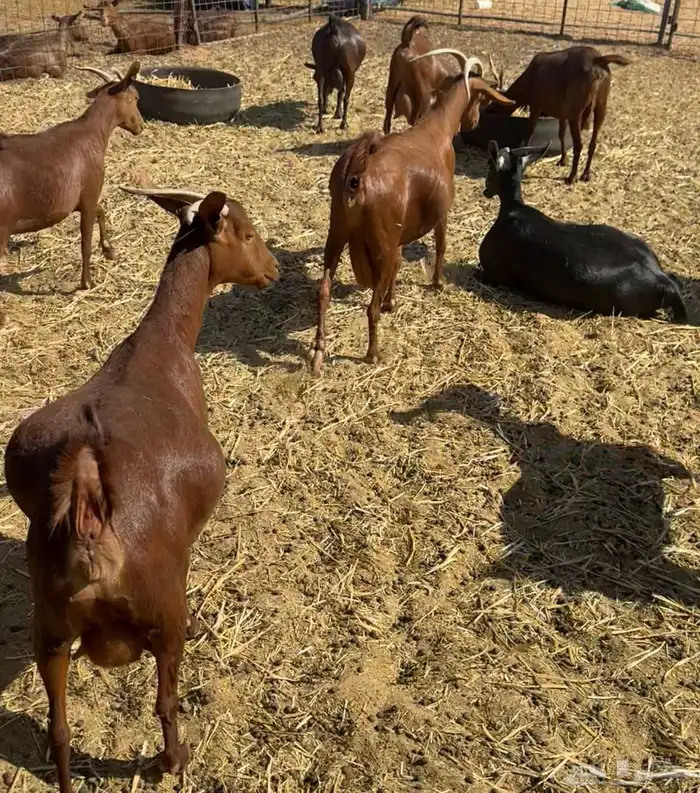 ماعز دهم أصيله محايلية مراح قديم لمحبي الحليب والحلال النظيف 6