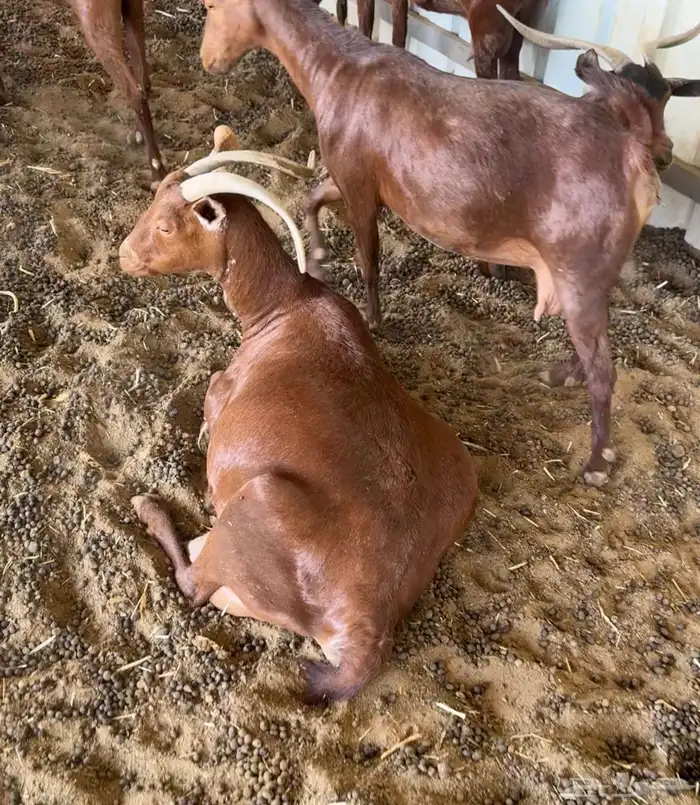 ماعز دهم أصيله محايلية مراح قديم لمحبي الحليب والحلال النظيف 0