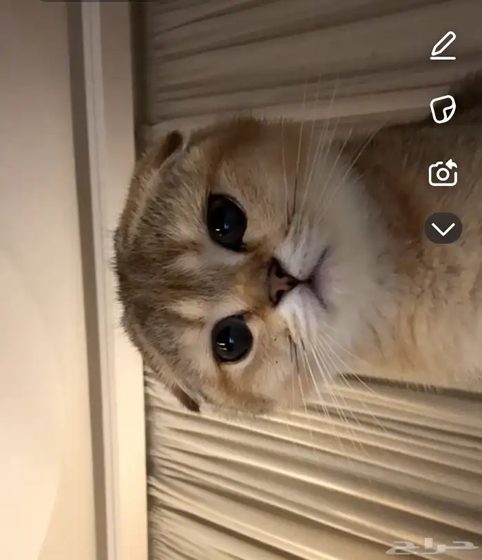 سكوتش فولد 3