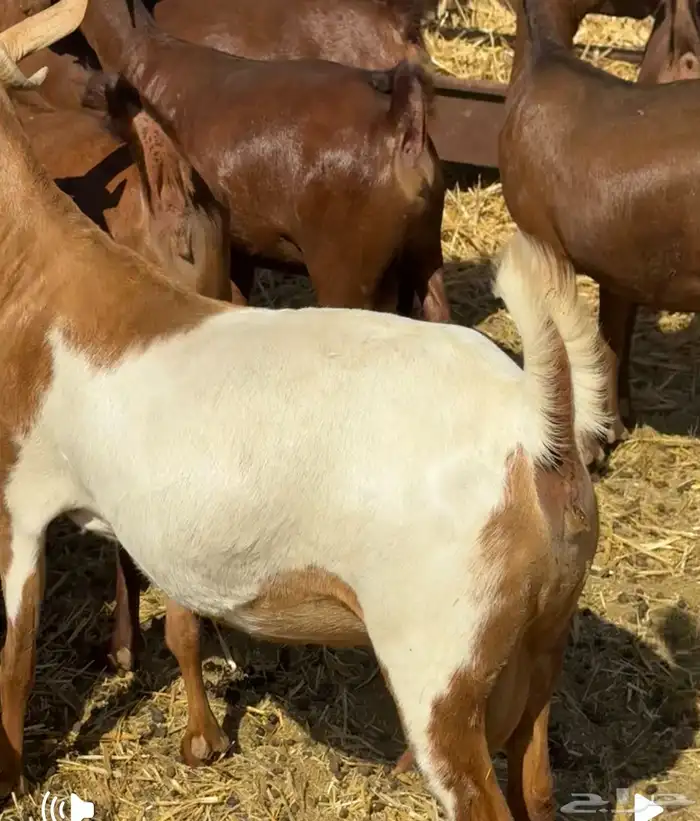 ماعز دهم أصيله محايلية مراح قديم لمحبي الحليب والحلال النظيف 9