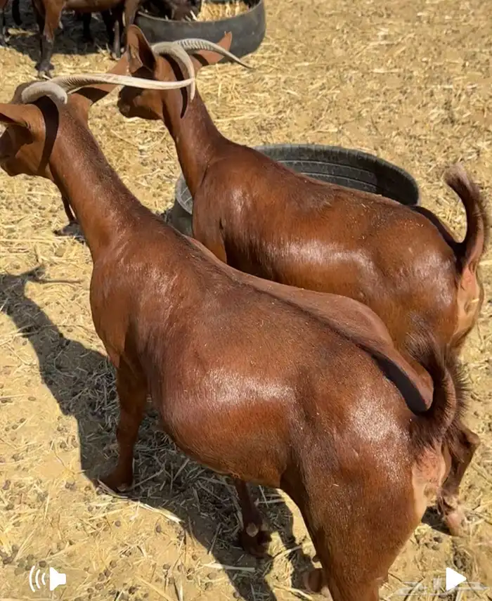 ماعز دهم أصيله محايلية مراح قديم لمحبي الحليب والحلال النظيف 2