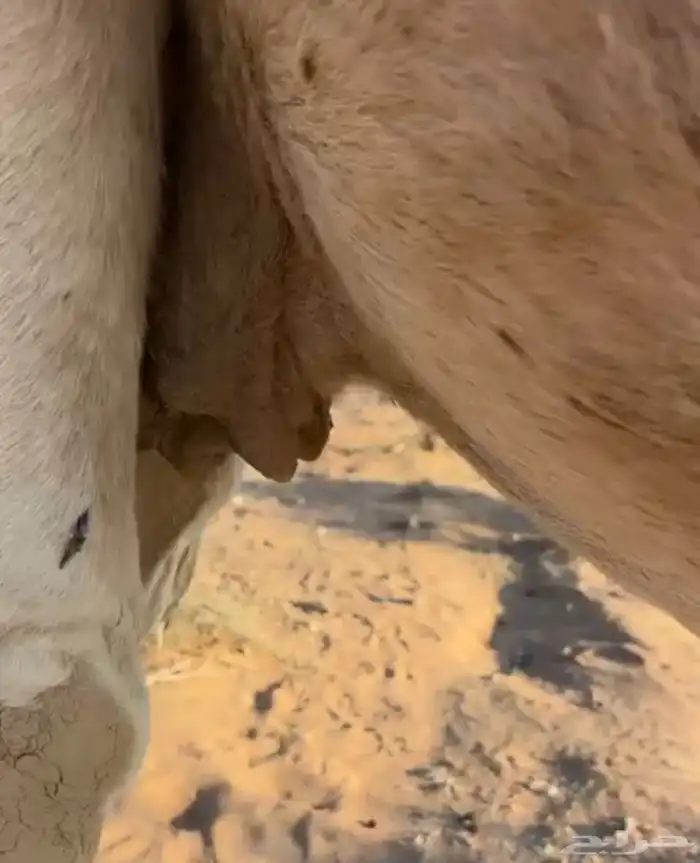 ناقة القحة طيبة بالحيل مجمع بالحليب فيها كبر شوي 2