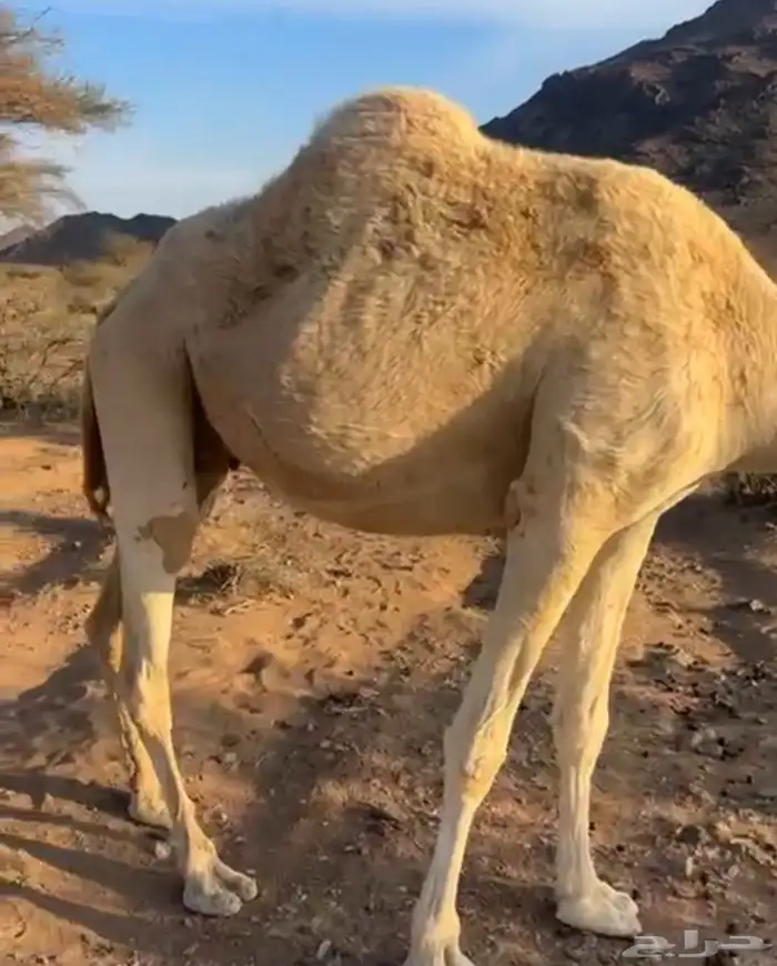 ناقة القحة طيبة بالحيل مجمع بالحليب فيها كبر شوي 3