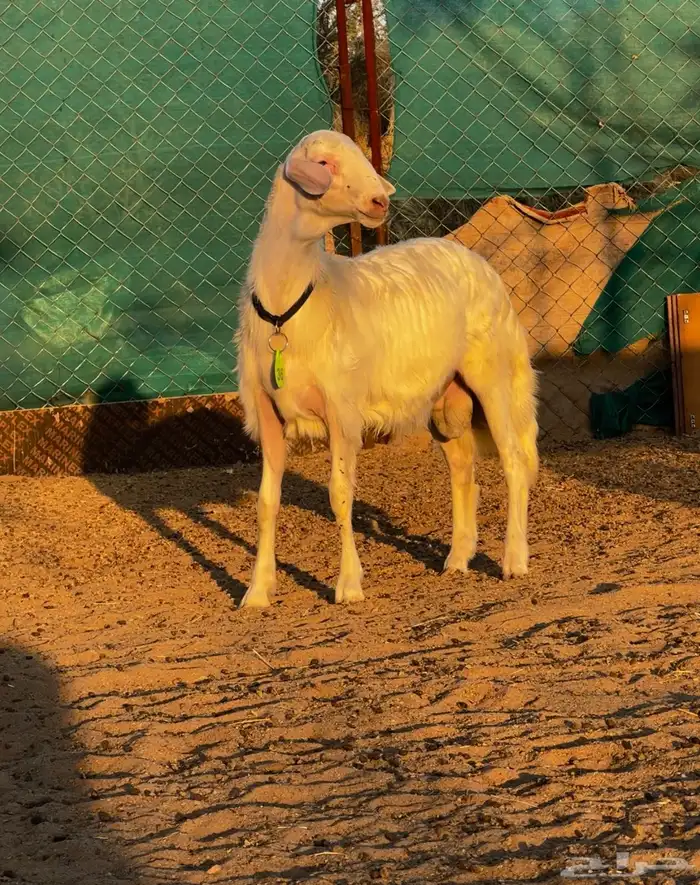 مشروع فحل اصفر 2