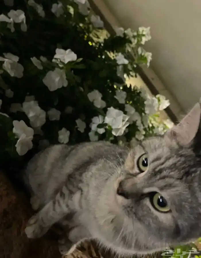 قطه أنثى شيرازي 0