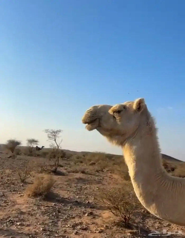 ناقة القحة طيبة بالحيل مجمع بالحليب فيها كبر شوي 1