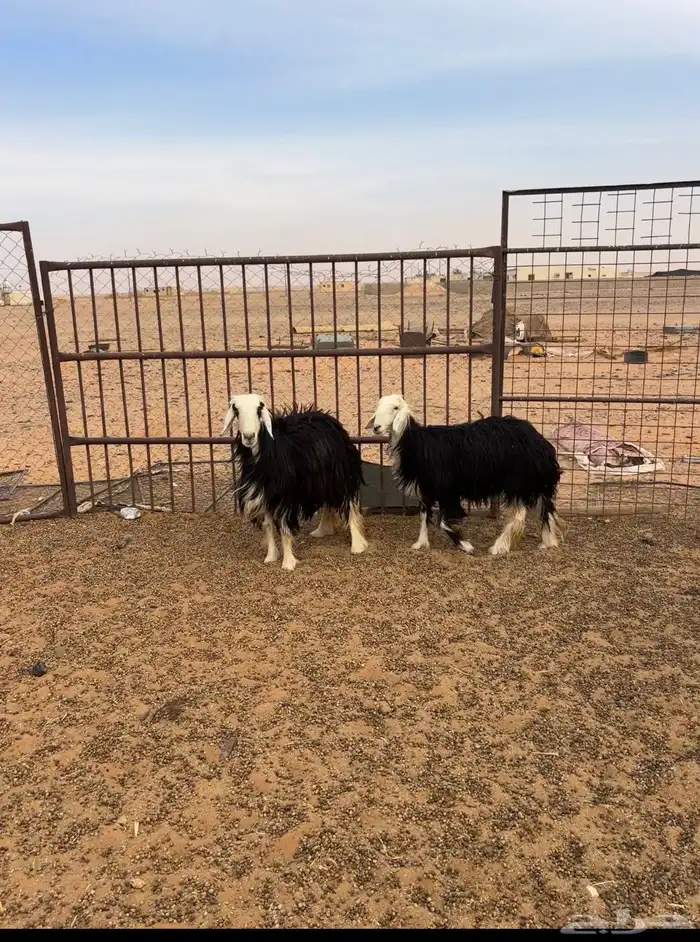 شياه مقاني والد ومضاريع 2