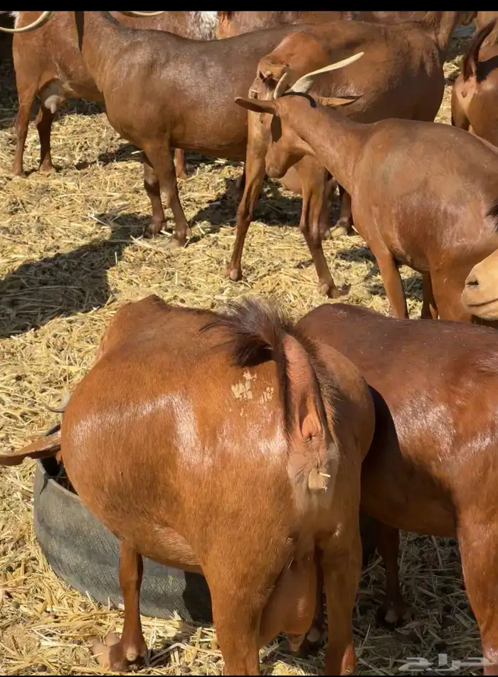 ماعز دهم أصيله محايلية مراح قديم لمحبي الحليب والحلال النظيف 12