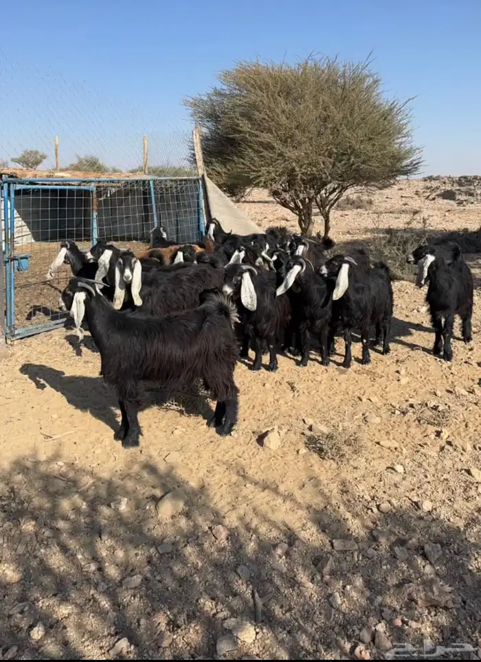 جفار عوارض دفيع 0