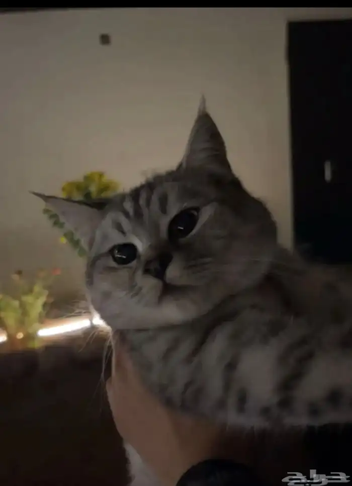 قطه أنثى شيرازي 2