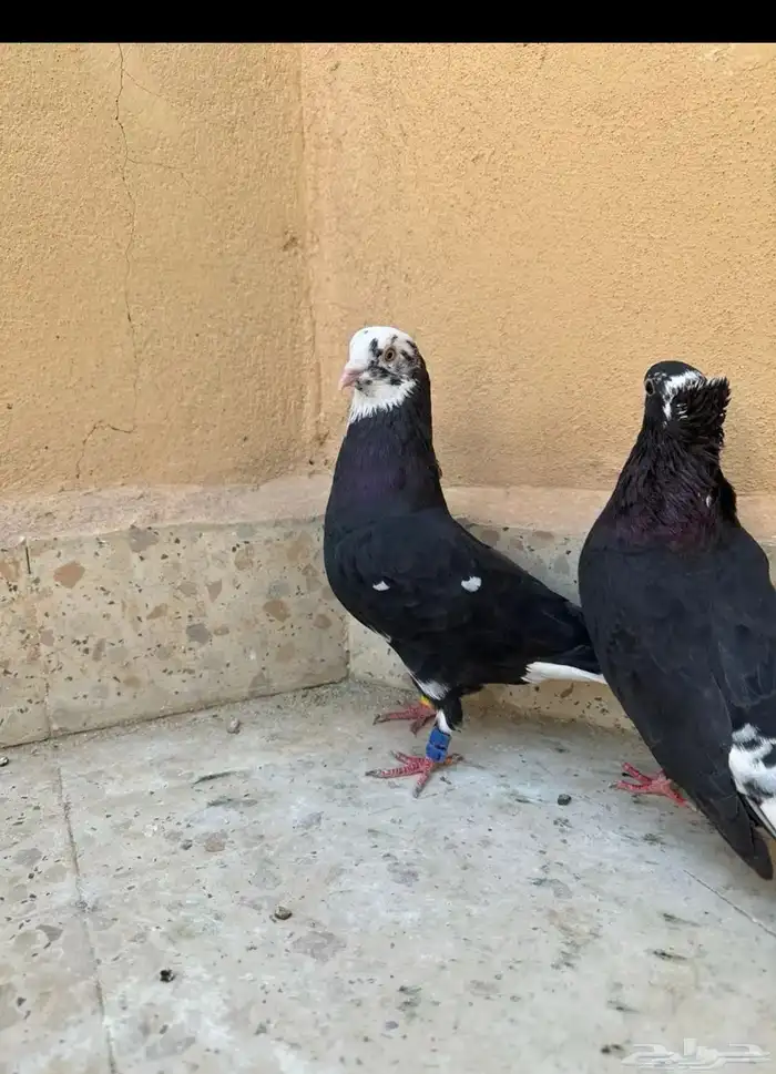 حمام قطيفي 1