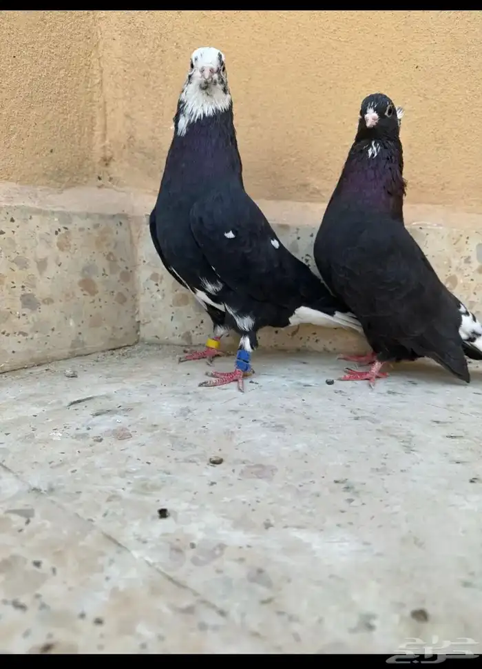 حمام قطيفي 0