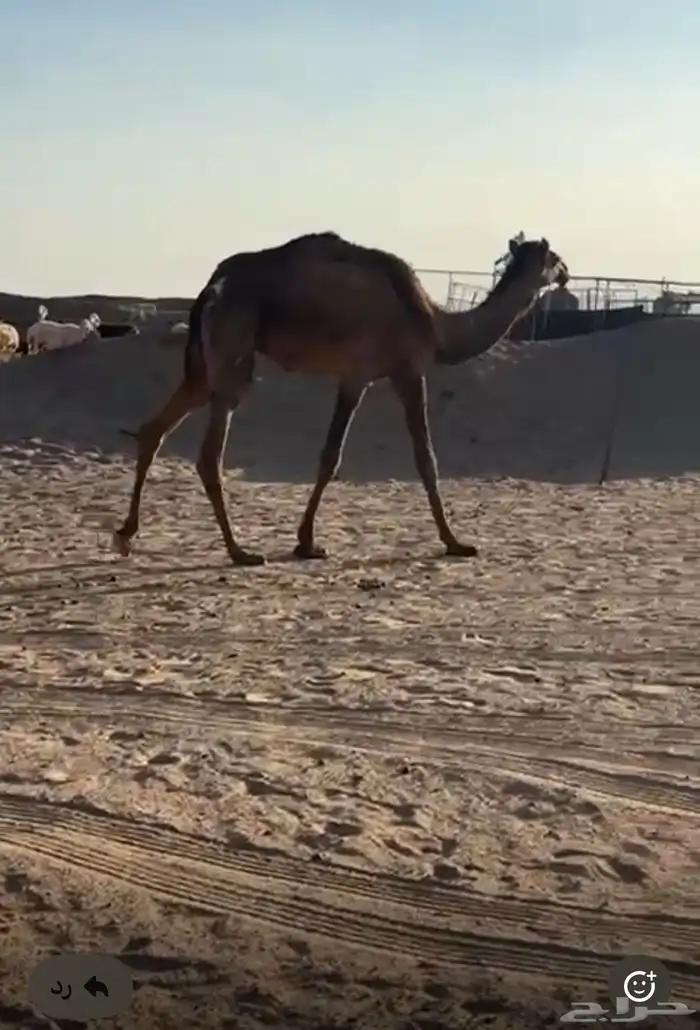 بكره حقه للبيع 0