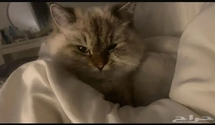 قطة هملايا شيرازي 0