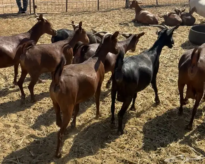 ماعز دهم أصيله محايلية مراح قديم لمحبي الحليب والحلال النظيف 7