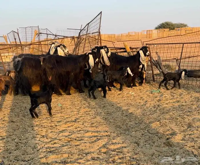 معزا مواليد فاخره 0