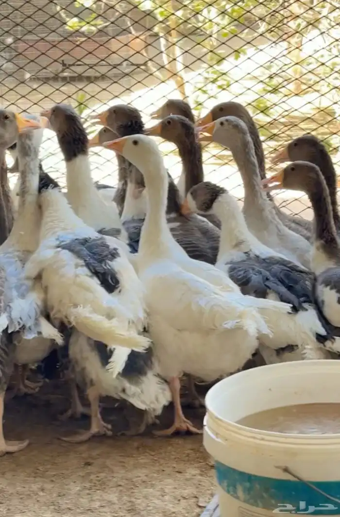 طيور بيت الزاجل 8