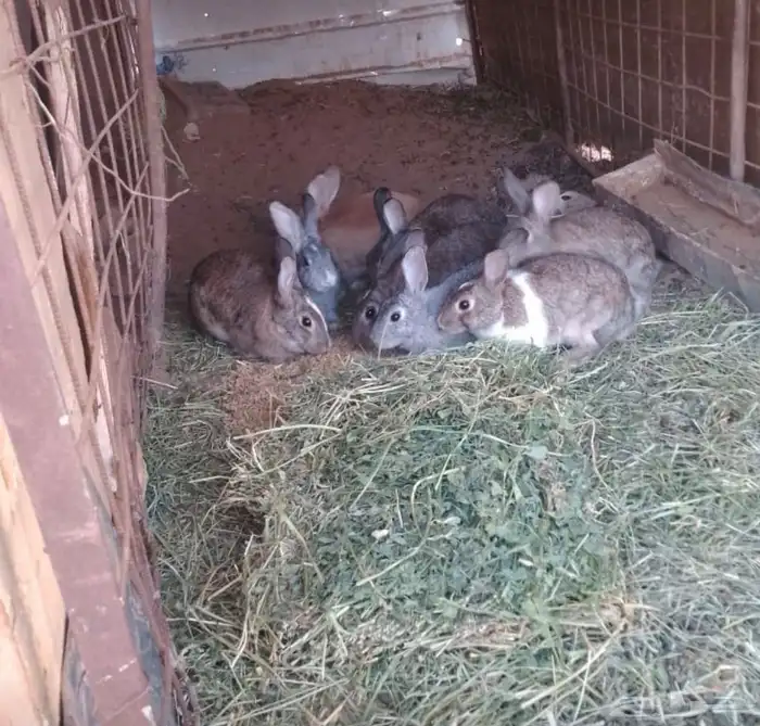 أرانب  العدد10 وفيها اثنين ذكور وثمانية إناث 0