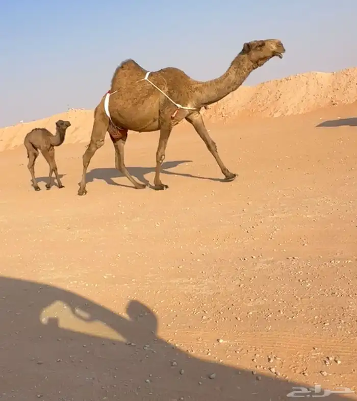 خلفه تحته بكره هديه 4