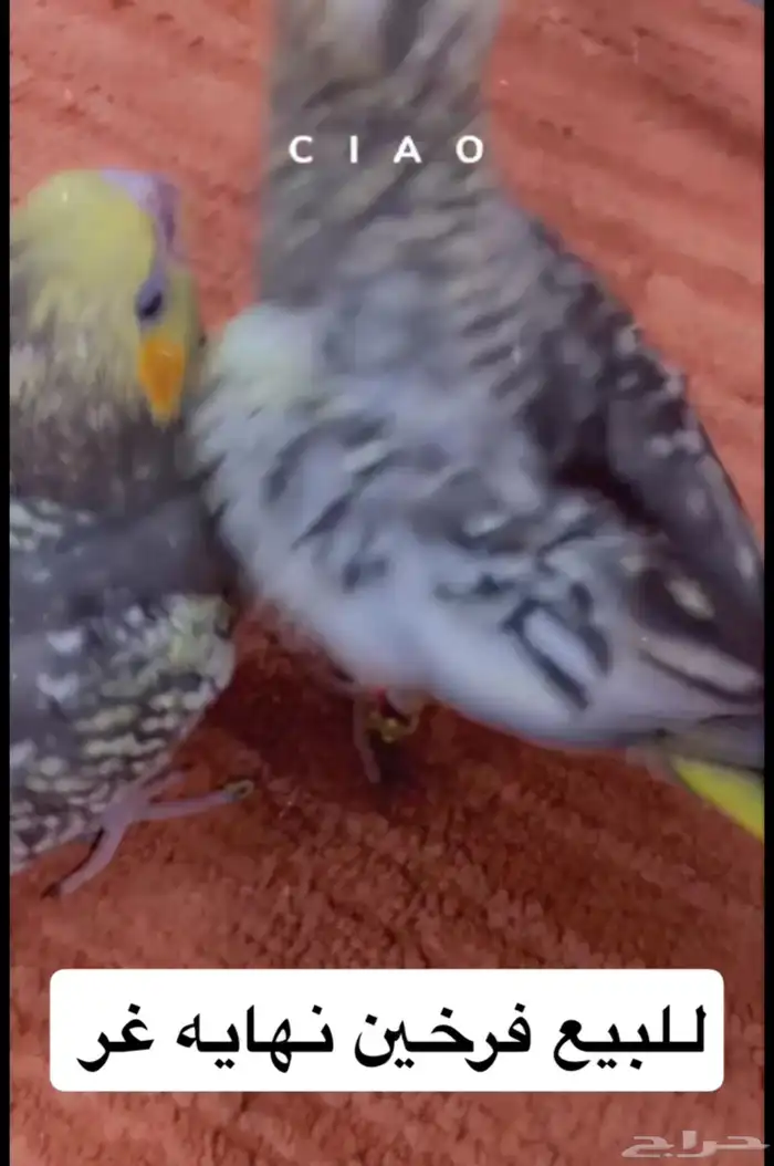 طيور كروان غر ومفطوم اليفة 2