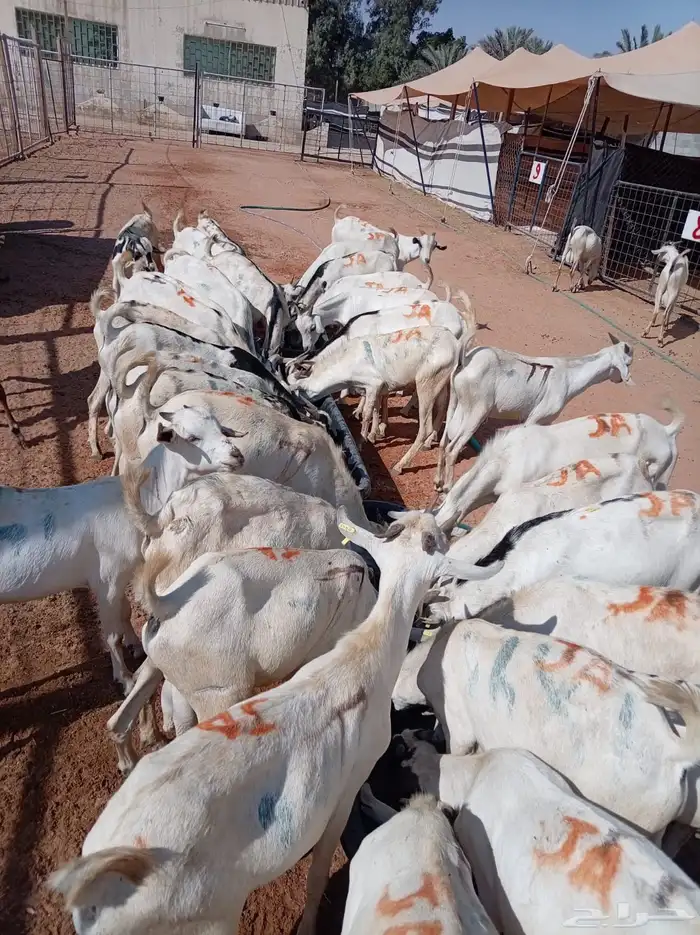 بربري مرباه جدعان للجمله 3