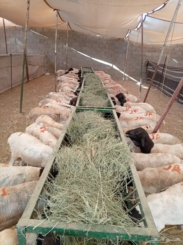 بربري مرباه جدعان للجمله 5