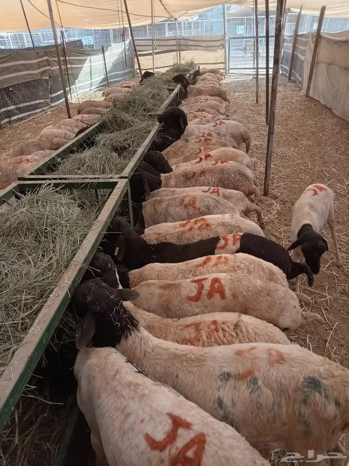 برابر صومالية جملة وتفريد 1