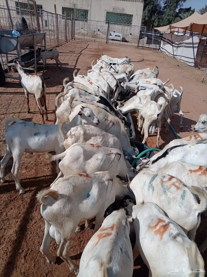 بربري مرباه جدعان للجمله 0