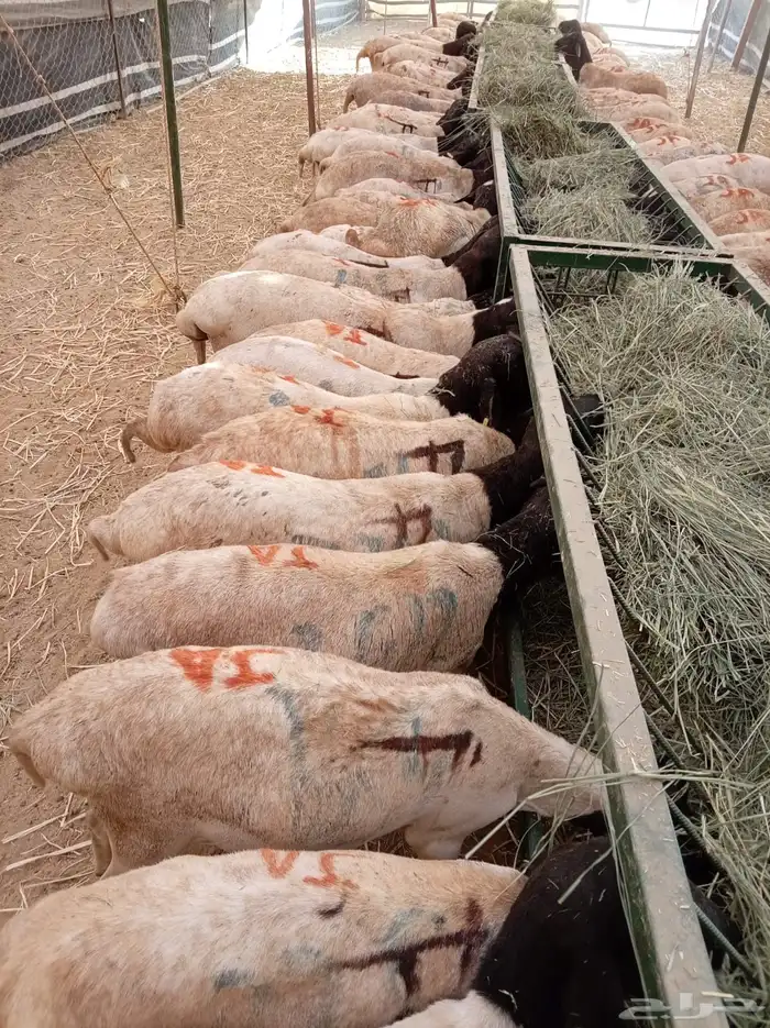 برابر صومالية جملة وتفريد 0