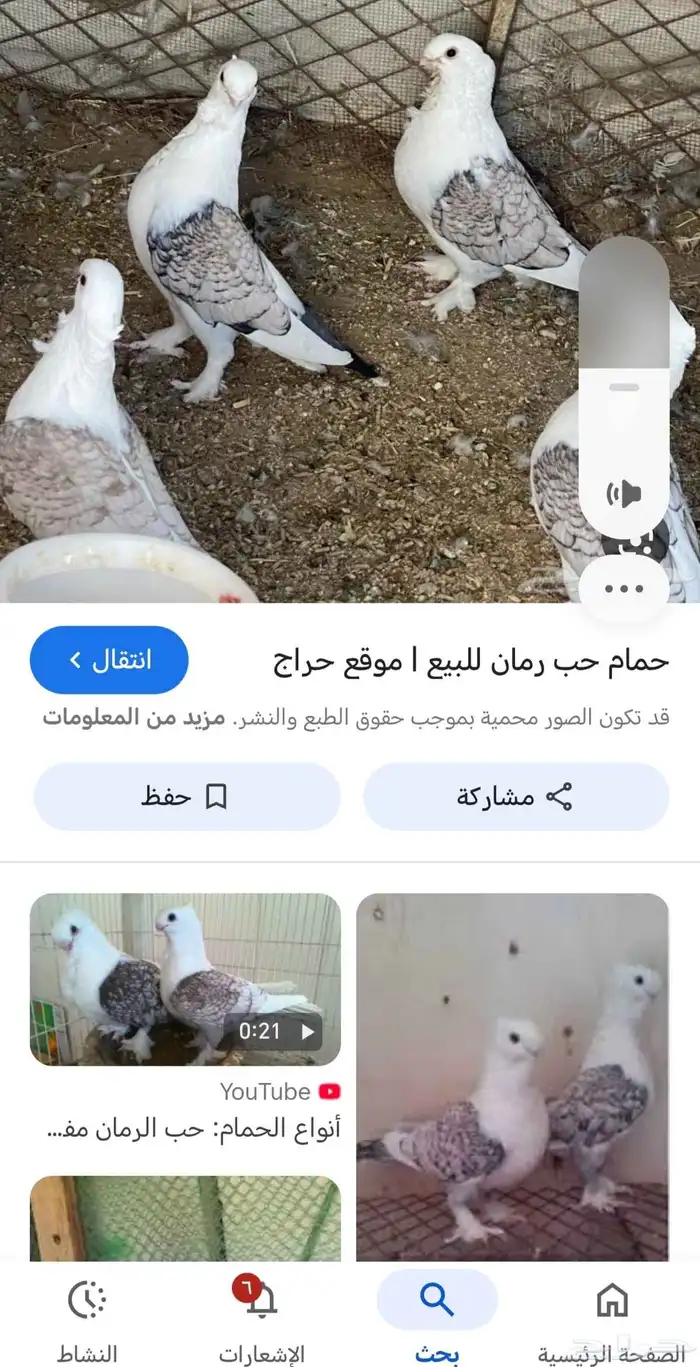 مطلوب حمام حب رمان ضروري ضروري 1