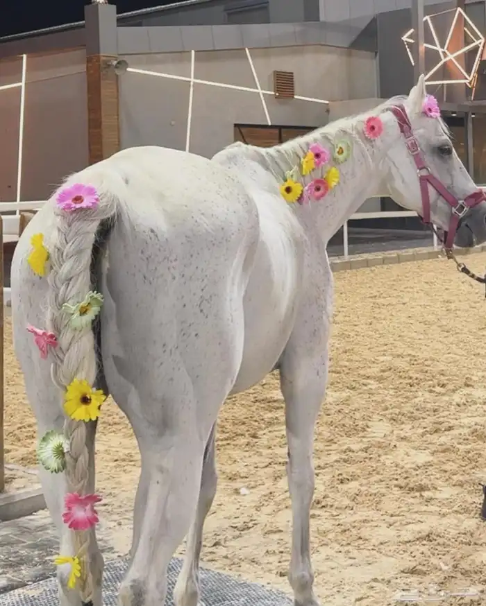 علاج كل امراض الخيل 6