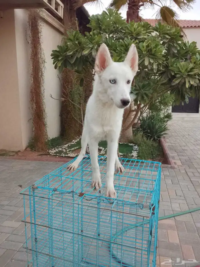 كلاب اعزكم الله مو مهجنه 0