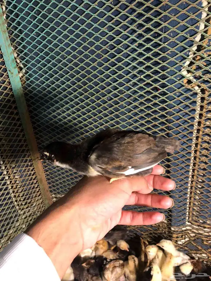 صيصان دجاج 1