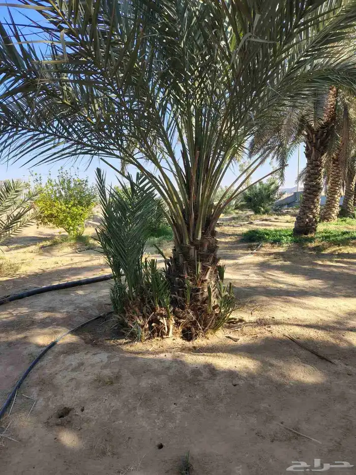 نقايل شحل واحد سلج مع قشع 300 ريا 3