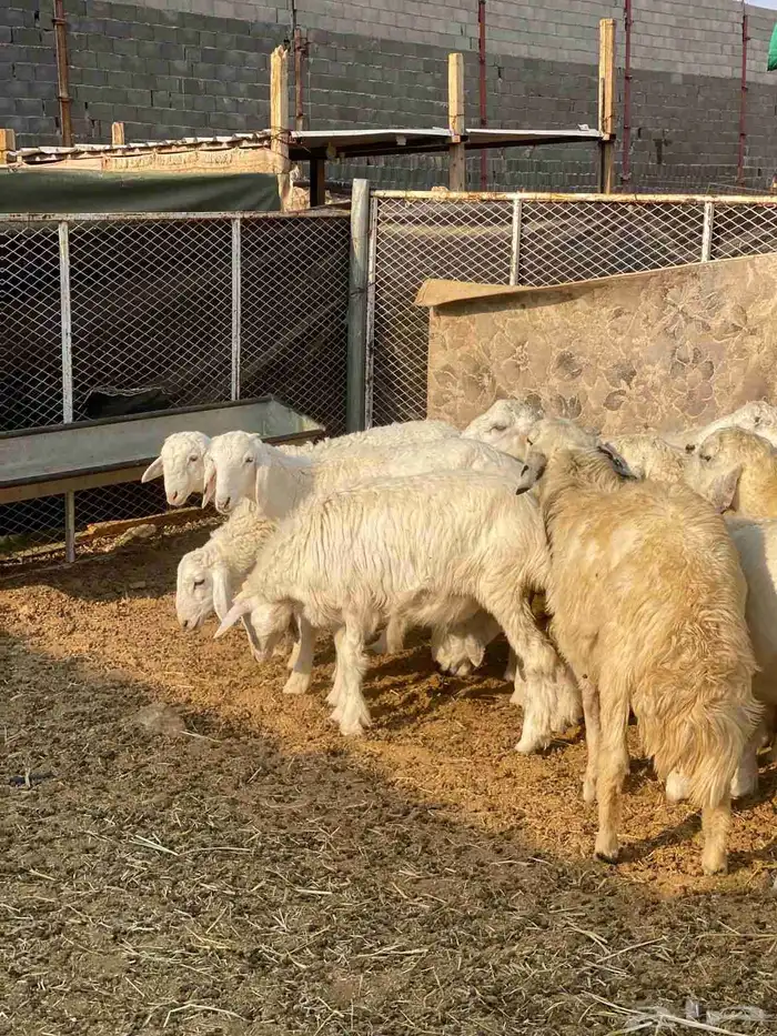 بهم حري و هجين 2